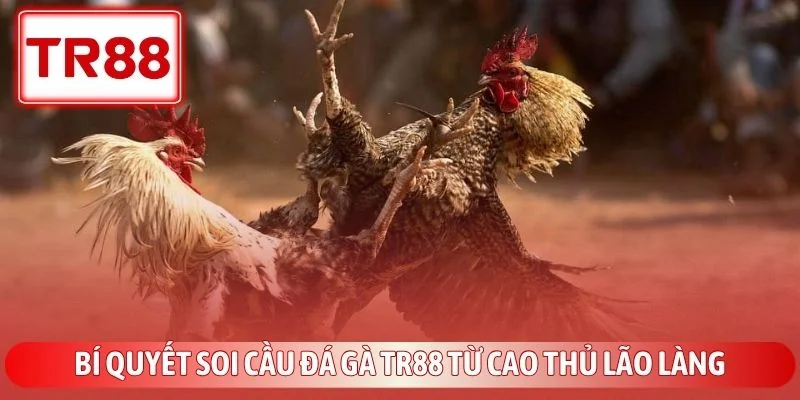 Đá Gà Trực Tiếp TR88 - Đấu Trường Thomo Đỉnh Cao Kịch Tính 4 Bí quyết soi cầu đá gà TR88 từ cao thủ lão làng