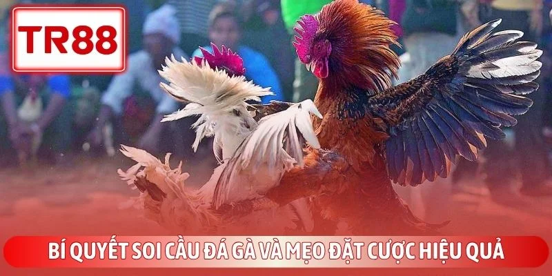 Bí quyết soi cầu đá gà và mẹo đặt cược hiệu quả