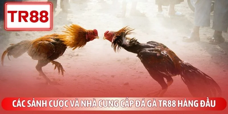 Các sảnh cược và nhà cung cấp đá gà TR88 hàng đầu