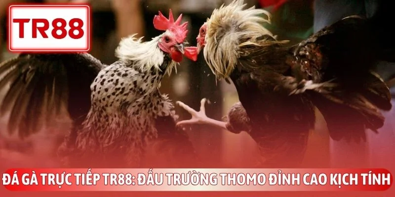 Đá Gà Trực Tiếp TR88 - Đấu Trường Thomo Đỉnh Cao Kịch Tính