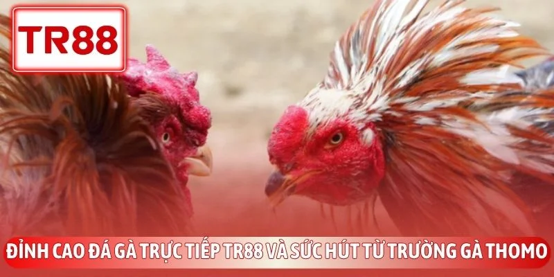 Đá Gà Trực Tiếp TR88 - Đấu Trường Thomo Đỉnh Cao Kịch Tính 2 Đỉnh cao đá gà trực tiếp TR88 và sức hút từ trường gà Thomo
