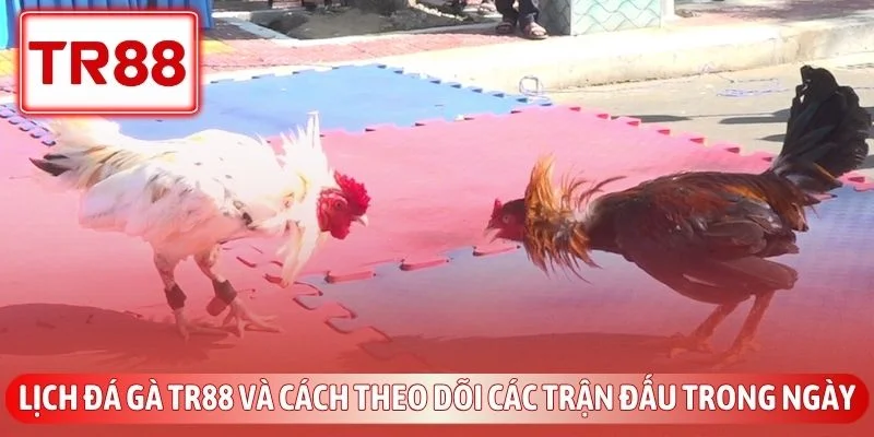 Đá Gà Trực Tiếp TR88 - Đấu Trường Thomo Đỉnh Cao Kịch Tính 3 Lịch đá gà TR88 và cách theo dõi các trận đấu trong ngày